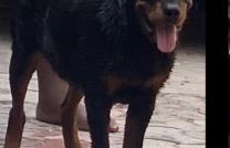 Chien Rottweiller à Brikin mediacongo